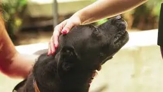 Untold Truth About Dogs #dog #truth #facts