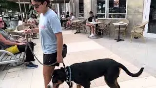 Maximus | Swiss Mountain Dog | Cafe 
