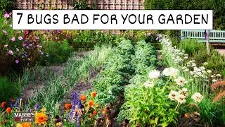 7 Bugs Bad for Your Garden