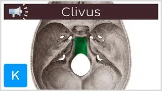 Clivus | Anatomical Terms Pronunciation by Kenhub