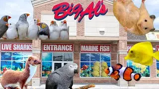 Ultimate Exotic Pet Store In Toronto | Big AL Aquarium Tour | Weasel&rsquo;s , Parrots , Hamsters & more