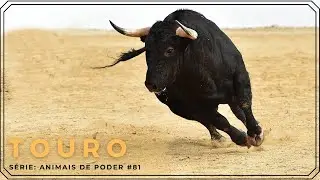 S&eacute;rie Animais de poder de A a Z #81- Touro | Filosofia Zen