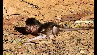 oops ! what's trouble with lovely baby monkey ! baby monkey lay on group so silent