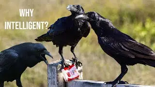 Why Crows Remember Faces + How Intelligent are they?