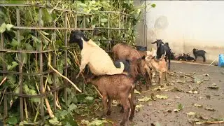 Nou Later Nou Lamer Nou Rises - Elevage Cabri