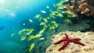 La Estrella de Mar.