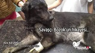 Savaşçı Bozok'un hikayesi...