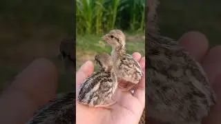 chakor Partridge baby #birdsong #birds #animals #babybirds #wildlife #babyanimals