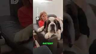 Saint Bernard 🐶 Massive, Lovable, Full of Charm