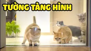 M&egrave;o vượt tường t&agrave;ng h&igrave;nh | The Happy Pets #46