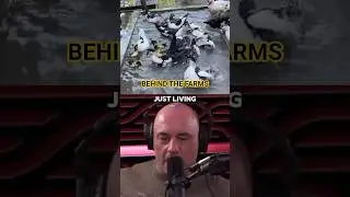 The Truth About Factory Farming &ndash; Joe Rogan
