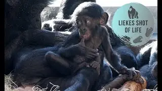 HOW CUTE IS BONOBO BABY MALEMBE?!