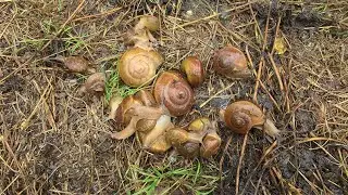 Amazing skills catch giant snail 😱#amazing #insectamazone #snail #insects #shorts #insect 