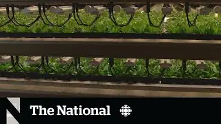 Vertical farming turns vacant office space into stackable crops