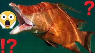 THIS FISH HAS THE WEIRDEST MOUTH!! HOGFISH