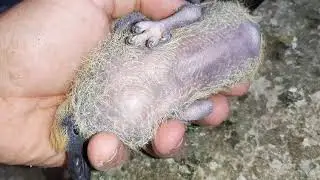 O nouă doză de porumbei standard si americani și noutăți de la animale!🕊🐇🕊🐤🕊