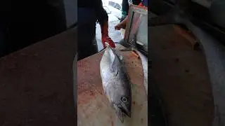 Tuna Cutting: Fillet, Debone, Slice