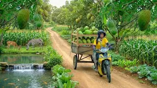 Harvest A Truckload Of Soursop To Sell At The Market &ndash; Sow Seeds To Prepare For Planting