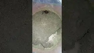 amazing hunting of staphylin on ground beetles