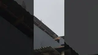 So'ch nar ketib qoldi