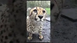 call me when you want call me when you need #shorts #animal #tiktok
