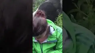 🦍 ПОДЧИНИТЕСЬ ГОРИЛЛЕ! В ПРОТИВНОМ СЛУЧАЕ НА ВАС НАПАДУТ! #гориллы