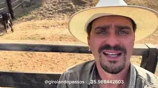 REACT. Girolando de primeira a venda em Passos - MG com Felipe. Link na descri&ccedil;&atilde;o