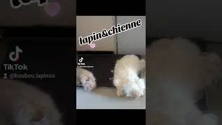 🩷🐕🐰joie#pourtoi    #tendresse#amour #animaux#animals #animauxmignons#love #videoanimaux #video#joie