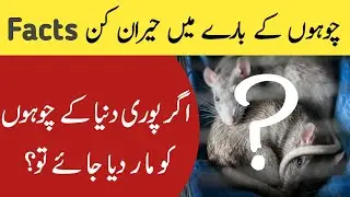 Top 10 Amazing Facts About the Rat | interesting facts about rats In Urdu | Random facts