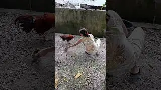Manglawg sa akong mga alaga