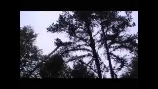 How to  cut down a tree safely useing a bucket truck chainsaw and winch.