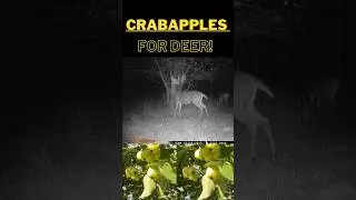 🦌🍏 'Deer Magnet' Trees: Boost Your Hunt with Crabapples! 🏹🌳 #deerhunting #habitatmanagement