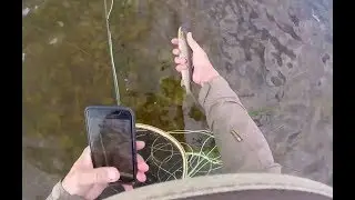High River levels, Grayling and Brown Trout Fly Fishing on the Welsh Dee 12-8-2019