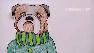 How to Dress Your Dog according to His Body Type