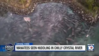 Manatees try to stay warm in Florida's Crystal River