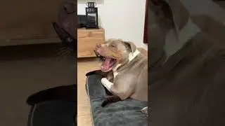 Dog love cat ❤️they are best friends 🥰🥰#dog #cat #love#friend #pet