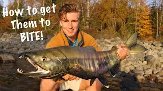 Epic Chum Salmon Fishing (Stave River BC)