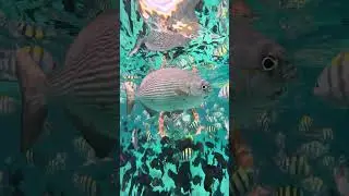 Snorkeling di Pulau Rubiah, Sabang