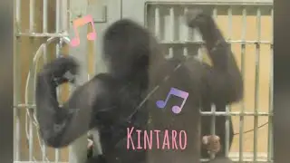 “Gorilla”Kintaro playing with the keeper, expressing pure joy with his whole body, is adorable🩷