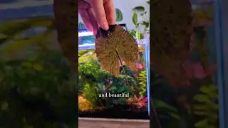 🌱Мой тигровый лотос загораживал свет🌿