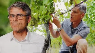 Tout Comprendre sur la Vigne (Origine, Taille, Culture,...)