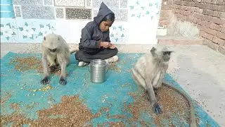 😢 Masoom Ladki + Bhookha Langur | Aankhen Bhar Dene Wala Pal