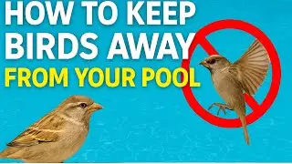 How to Keep Birds Away From Your Pool