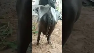 gujrat baffalo 💓💖 #BuffaloLife #DairyFarming #MilkLovers #BuffaloFarm #FarmLife #DailyMilk #Animal