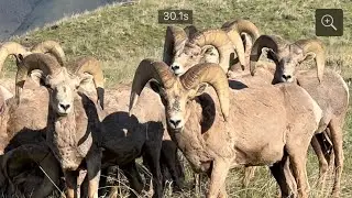 Big Horns Visit Camp