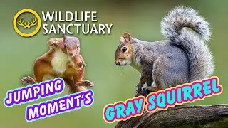 Where gray squirrels live | Gray squirrels movement & behavior | Wildlife Sanctuary