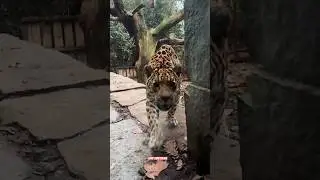 #jaguar #lion #tiger #जगुआर #शेर #बाघ #جاكوار #cub #predator #wildlife #leeuw #tijger #Artis #zoo