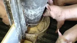 Airfeed II