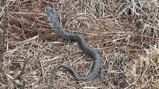 Hognose Snake in Moore County