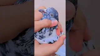 Nye kabutarke par kaise kate | how cut new pigeon feather | high flyer pigeons #mithujutt #juttmithu